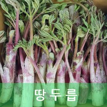 두릅 땅두릅 2kg 발품장터