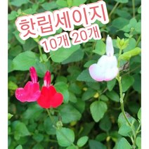 핫립세이지-10개 20개/매혹적인 붉은 빛깔의 체리세이지, 10개