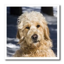 3dRose ht_145323_1 Portrait of A Golden Doodle Dog in The Snow Us32 Zmu0073 Zandria Muench Beraldo I, 1