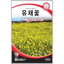 유채꽃 1000립 꽃씨 일년생 씨앗 몰 봄 여름 가을 야생화 세계종묘 농사마트