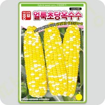 얼룩 초당 옥수수 씨앗 100립