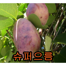 대실으름결실주 묘목 나무묘목 으름나무
