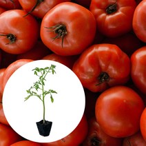 [모종가게] 일반토마토 모종 2개 / 열매 채소 텃밭 키우기 주말농장 베란다텃밭 농장 체험