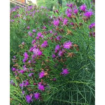 베르노니아-아이론버터플라이 8cm포트 (3개) 노지월동 여러해살이 좁은입철초 천지가야생화