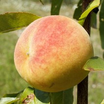 [충북농원] 서왕모 백도 복숭아나무 묘목 - R5분 (화물착불), 단품, 1개