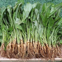 노마진 입맛 살려주는 쌉쌀한 고독바기 생 고들빼기 5단 10단