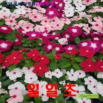 희귀씨앗 매일새롭게 피는 일일초 혼합 씨앗20립
