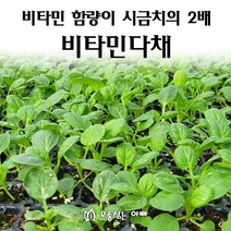 [모종심는아빠] 비타민 함량이 시금치보다 2배 높은 비타민 다채 모종, 모종72개(트레이한판), 1개