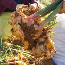 [팔도농장] 햇 생강 봉동생강 5kg, 단품