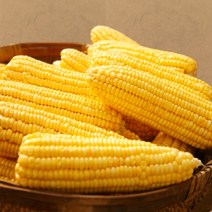 [팜팜농장] 산지직송 달콤한 초당 옥수수 10개, 손질 초당옥수수 특품(15cm) 20개입