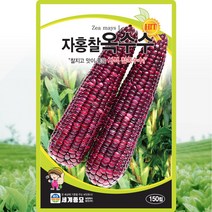 자홍찰옥수수 씨앗 찰옥수수 씨 종자 150립, 1개