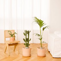 나무플랜트 만세선인장 이태리토분 인테리어식물 거실화분, 바퀴형물받침