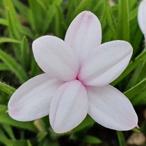 야생화피어나라플라워 설란(화이트) 1Set 2포트