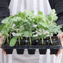 육묘장 직송 주말농장 수박모종 신품종수박모종 자몽수박 5주 10주 20주 40주, 푸띠 육묘장직송 자몽수박모종 10주