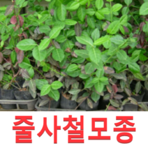 (성실G)줄사철모종(포트 10개)