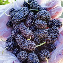 고창 특픔 과상 2호 냉동 오디 1kg(트레이) / 고창오디 오디 냉동오디 특품 오디, 고창 특품과상 2호 냉동 오디 1kg(트레이), 1개