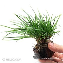 수초-절단유목-중 석창포 활착-돌유목에 활착가능 수중식물, 1개