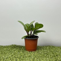 글라스가든 홍페페 소품 실내공기정화 반려식물 플랜테리어 수경식물 키우기