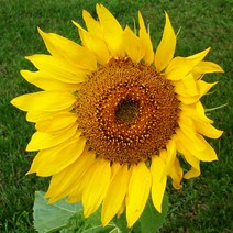 지엘파크 꽃씨 해바라기 씨앗1kg-약40평분량 한해살이 개화기 8~9월