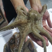 리얼범푸드 국내산 산지직송 생물 활 돌문어 1kg 2~5마리 / 산지직송 / 당일조업 / 품질보장 / 몸보신 / 선물