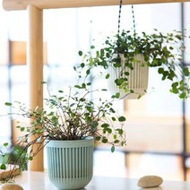 벽걸이 플라스틱 행잉화분, 아이보리