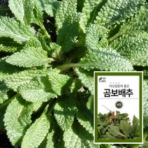 마이플랜트 배암차즈기 곰보배추 씨앗 1000립 채소 야채 텃밭