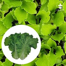 리틀플랜트 아삭이상추 모종 5개 쌈채소 채소모종 텃밭