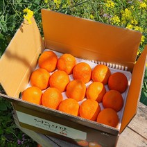 [제주산지직송] 카라향 2.5kg(15~30수 가정용) 나른한 봄을 깨우는 싱그러운 과즙이 팡팡!!