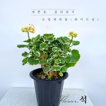 플라워석 유럽제라늄 40cm 선물가능 제라륨 화이트링 인테리어 플랜테리어 키우기쉬운 공기정화식물 반려식물 예쁜식물 화분