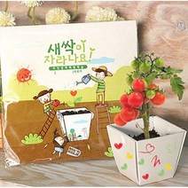 에코팟 자연생태학습용 / 식물키우기, 방울토마토