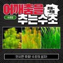 [수초킹] 어깨춤을 추는수초 3종세트 / 구피 새우 치어 치비 암브리아 로타라 인디카 홍콩 루드위지아 구피수초 수초 수초전문 수초도매 부상수초 초보 어항 수초세트, 3종 13촉(와리키5촉+베트남레드3촉+발리스네리아5촉)