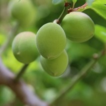 매실나무 묘목 3종 유실수, 노천매실