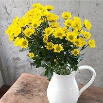 국화 소국 꽃도매 생화택배 테이블장식 봄꽃이벤트, 옐로소국