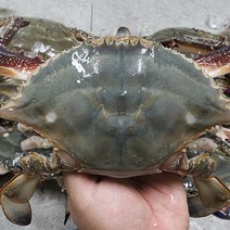 꽃게철 서해꽃게 서산꽃게 서천꽃게 꽃게제철 1kg, 꽃게 1kg