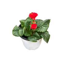 그린플랜트 꽃식물 앵초or줄리안 색상랜덤 1+1