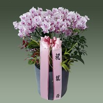 서양난 승진 영전 인사이동 개업식 집들이 축하의 장소, 서양난(최고급)