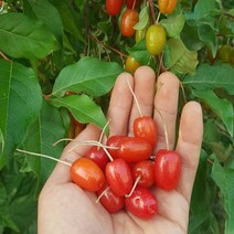 같이가치농원 보리수나무 묘목 (왕보리수) 포트묘, 1개