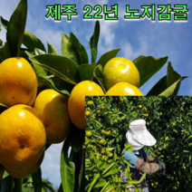제주 22년 노지감귤 4.5kg 9kg 탱글과육 새콤달콤 조생 감귤 하우스 귤, 제주 햇 노지감귤 9kg 중대과