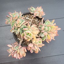 꽃다리 러우철화 18 다육식물 다육철화 아이만배송