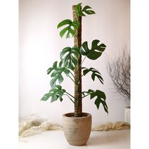식물 지지대 슬림 연결형 코코넛봉/수태봉/몬스테라지지대 50cm 꼼꼼한 개별포장상품, 1개
