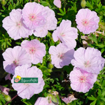 백산풍로초 연분홍 [3포트] (복남이네 야생화 모종 쥐손이 제라늄 핑크 geranium)