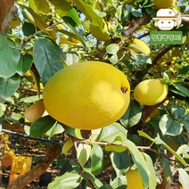 [안동직송] 배영태님의 향기로운 모과(생과) 5kg, 소 5kg