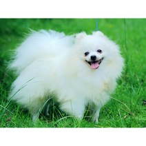 보석십자수 창업 도구 동물 개 인쇄 패브릭 크로스 스티치 전체 키트 DIY 자수 수공예 공예 그림 바느질, HMA76905_40x50cm_11CT 면사