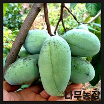 (나무농장) 포포나무(뽀뽀나무) 실생2년 장포트