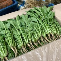 원동FS 국내산 포천 어린열무 1박스(4kg), 1박스, 4kg