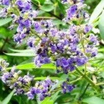 바이텍스묘목 6주