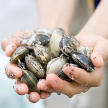 고창 자연산 국내산 해감 바지락 조개 동죽조개, 바지락 3kg