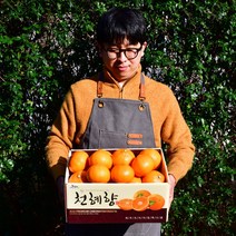 제주 프리미엄 천혜향 가정용 선물용 3kg 5kg 10kg, 프리미엄 로얄과 5kg