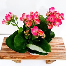꽃나무팜 노블 카랑코에 소품 큰꽃잎 칼랑코에 칼란코에 칼란디바 다육식물 꽃화분 신품종