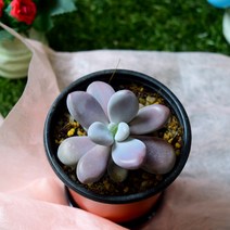 다육e닷컴 다육이 아메치스